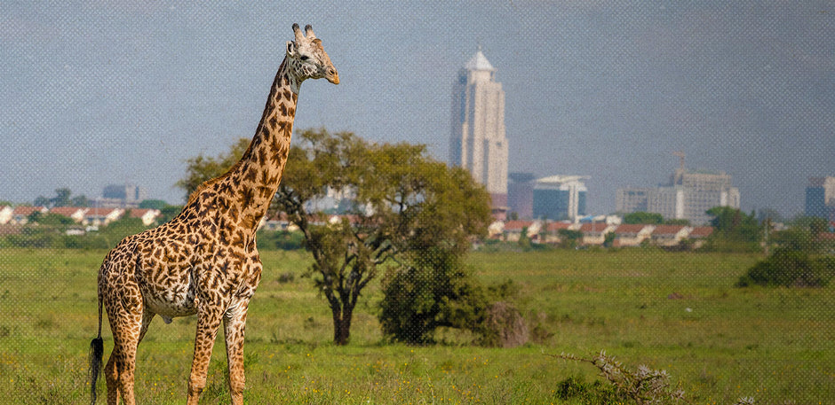 One Month in Nairobi 🇰🇪 - Nomad Nest
